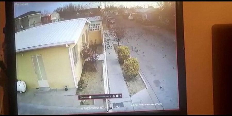 مرگ شوکه کننده صدها پرنده در مکزیک!