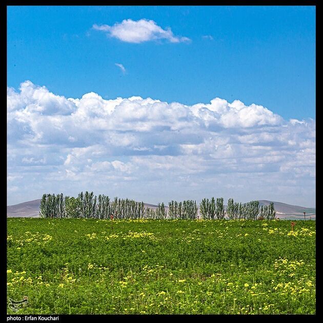 داستان سپیدار | تصاویر 9