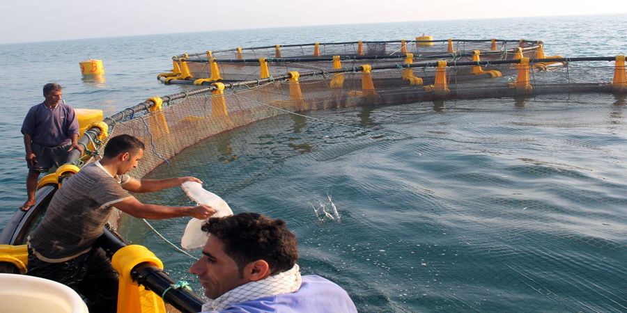 حسینی رییس سازمان شیلات شد