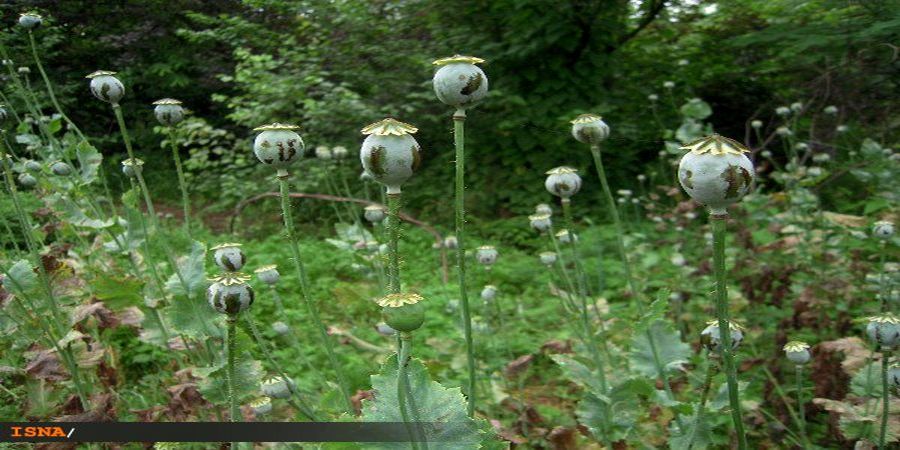 استقبال ایران از یک تصمیم طالبان