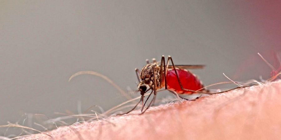 این عوامل پشه ها را نسبت به انسان حریص می کند