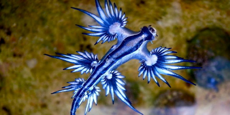 تصویری از اژدهای آبی در سواحل استرالیا!