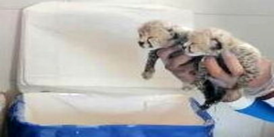 سفر دامپزشک آفریقای جنوبی به کشور برایبررسی وضعیت «ایران» و توله‌اش