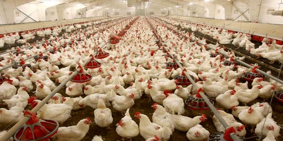 کاهش قیمت مرغ به زیر نرخ مصوب در بازار