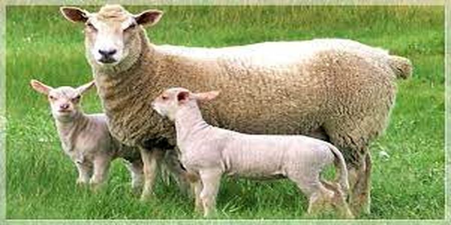 پدیده تلخ پشم‌خواری در سراسر ایران!+ فیلم