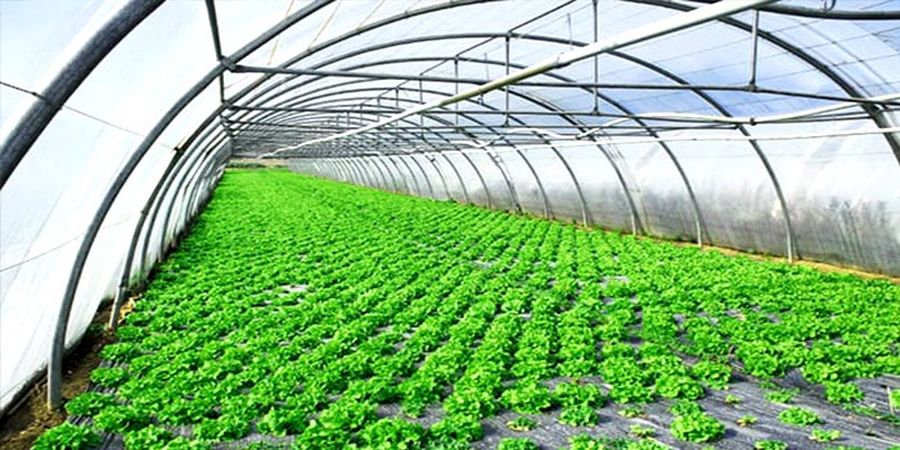 بهبود عملکرد کشاورزی با استفاده از نایلون کشاورزی چندلایه 